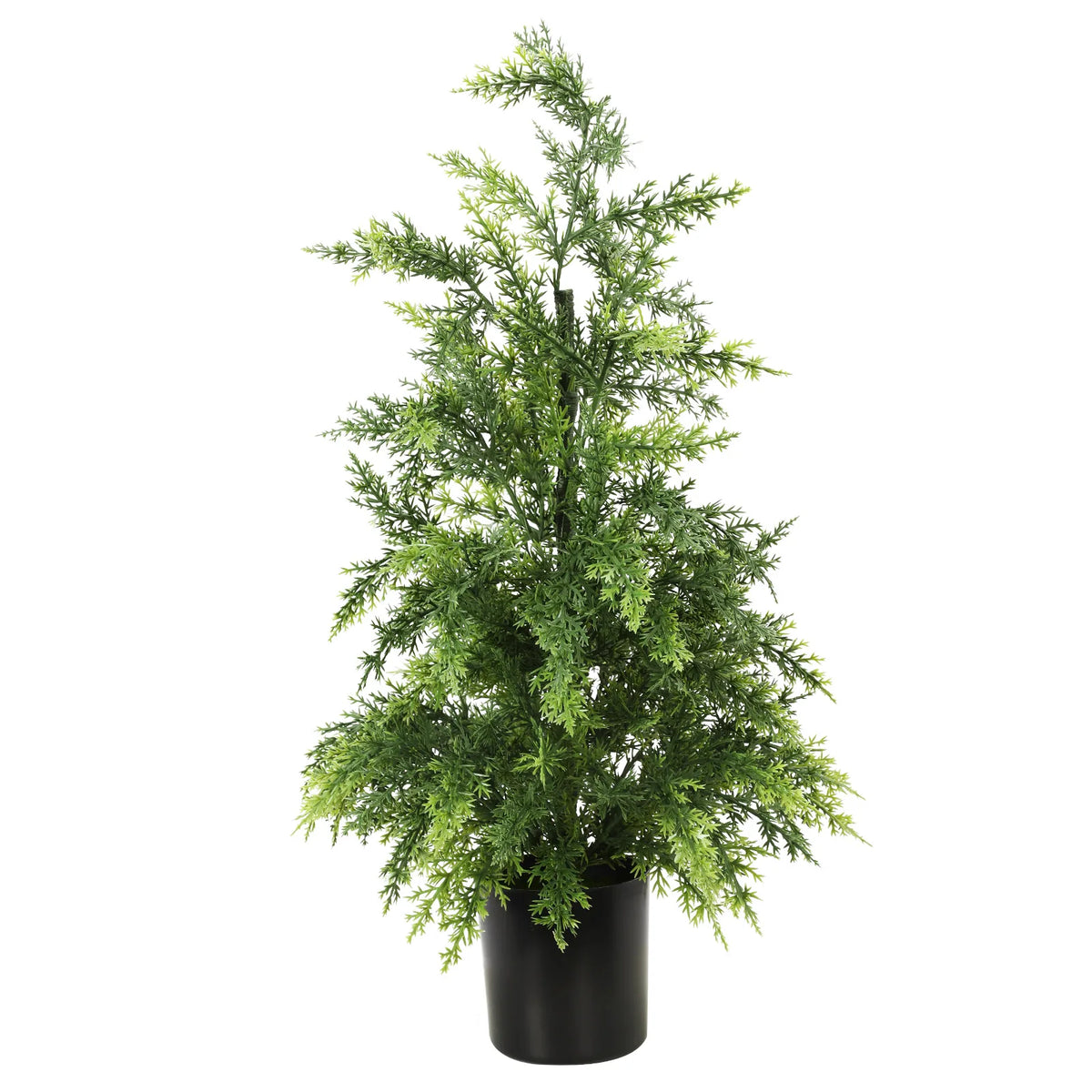 A different side of the 60 cm potted tree shows its branching silhouette.