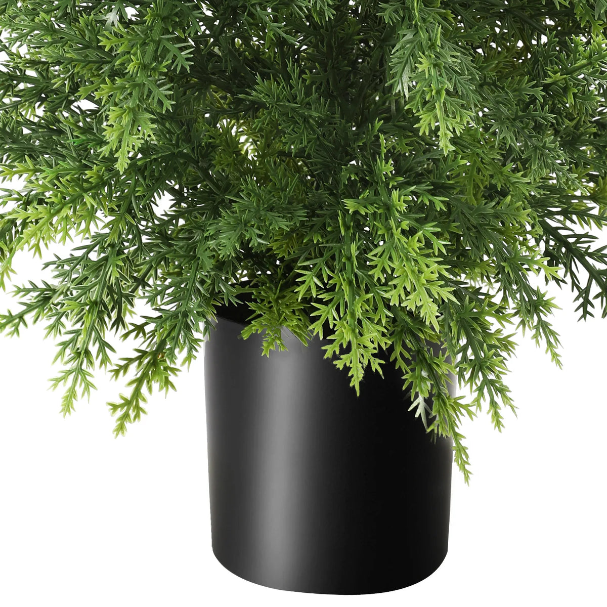 Green foliage hangs over the black pot in this close view of the tree.