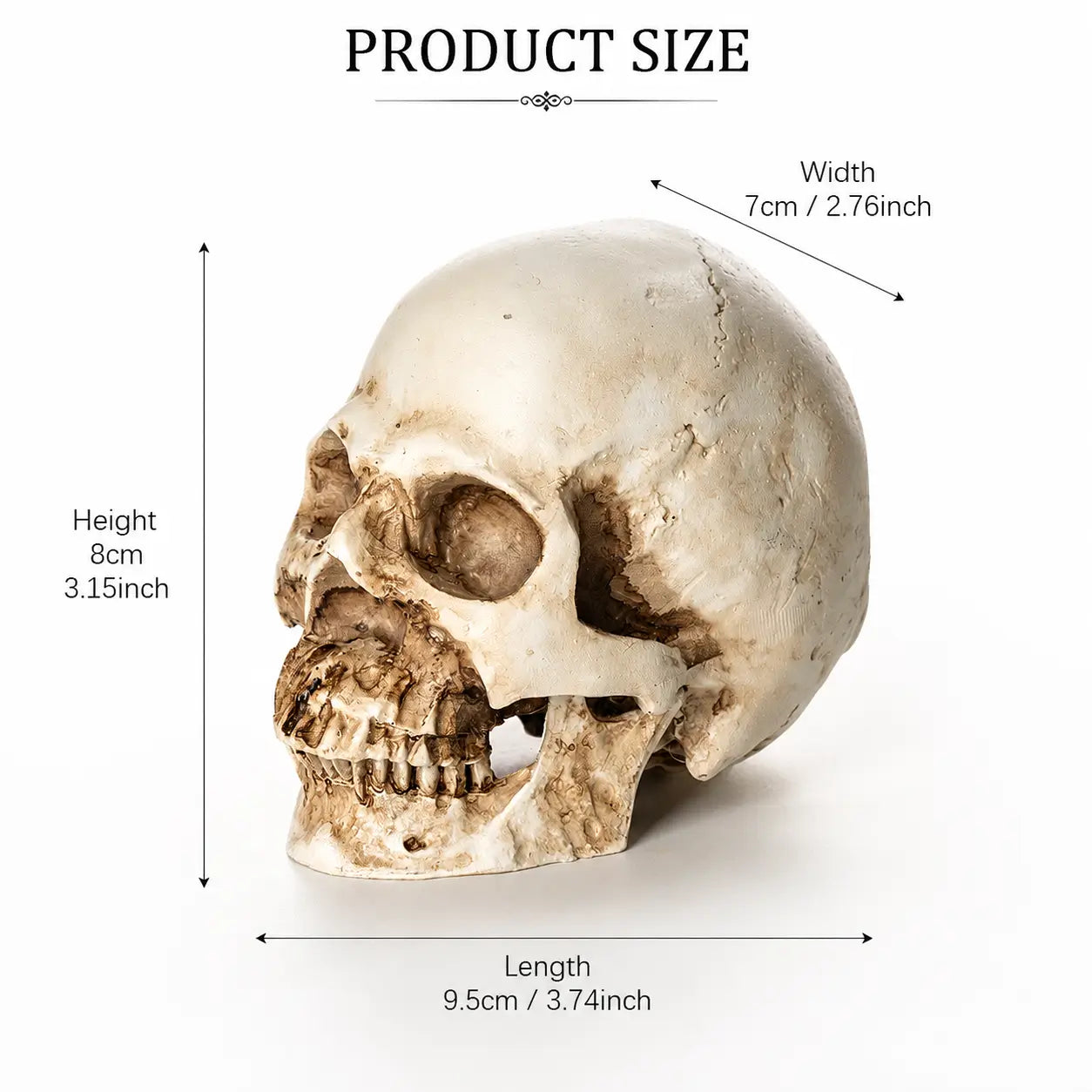 Realistic skull Halloween decoration showing 3.15 inch height, 3.74 inch length, and 2.76 inch width