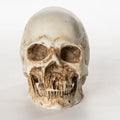 Realistic skull decoration front view with aged bone details for Halloween party table or haunted house display