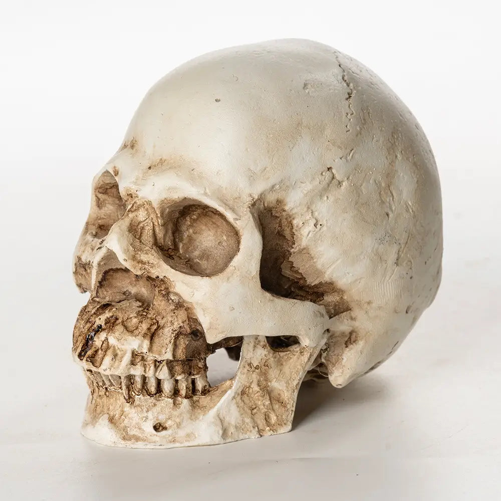 Realistic skull decoration side view with aged bone texture for Halloween or gothic party decor