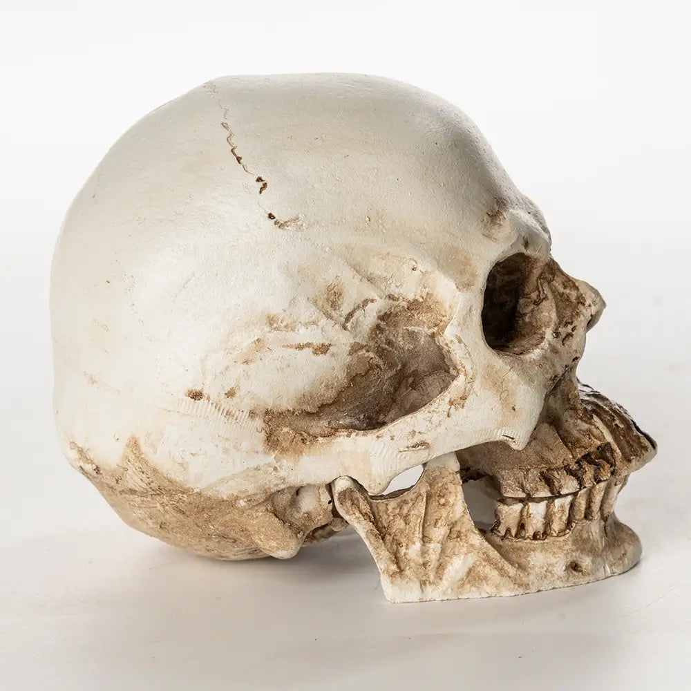 Realistic skull prop profile view with antique bone finish for Halloween haunted house or gothic decor