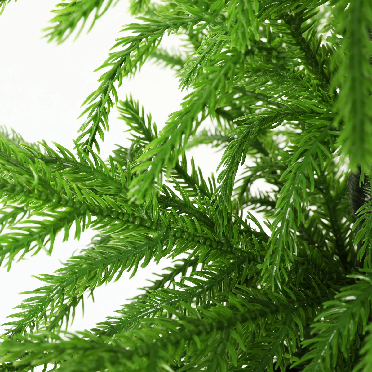 A close view shows the green foliage of the 60 cm tree.