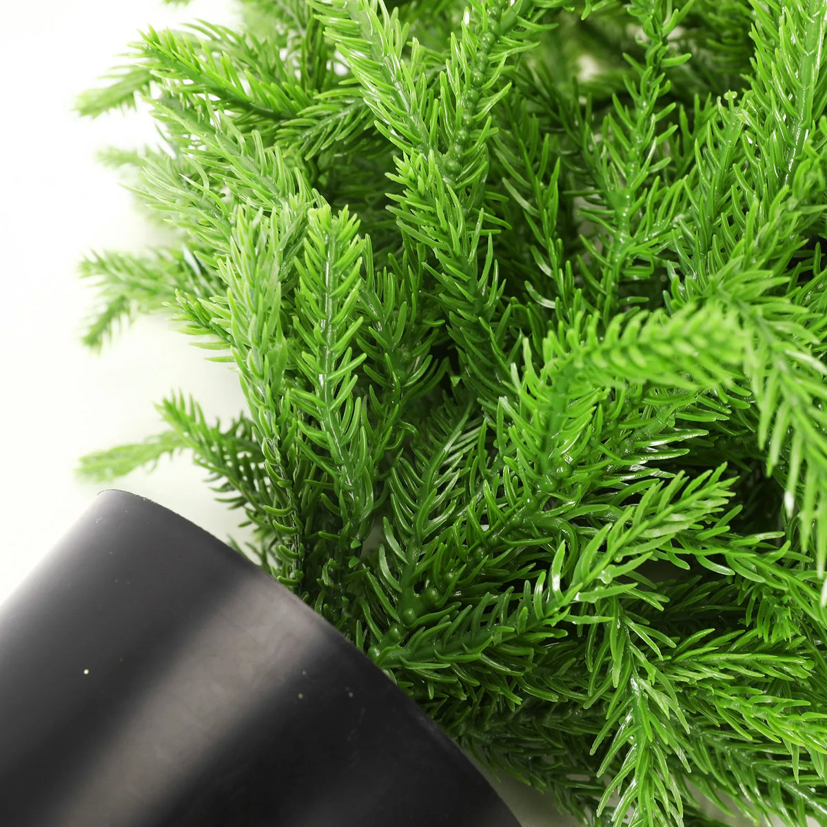A close view shows the foliage and pot of the 60 cm tree.