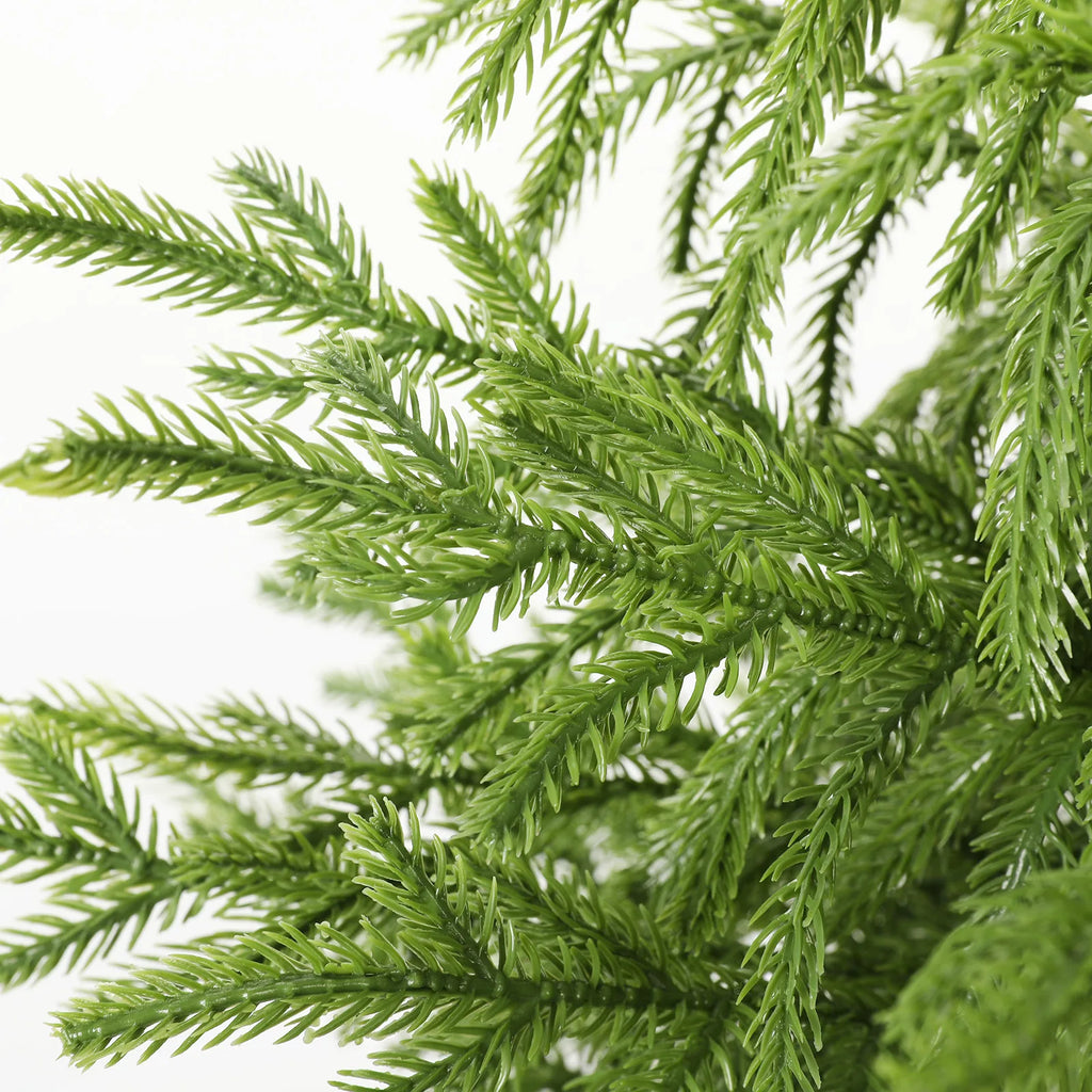 A close view shows the green foliage of the 90 cm tree.