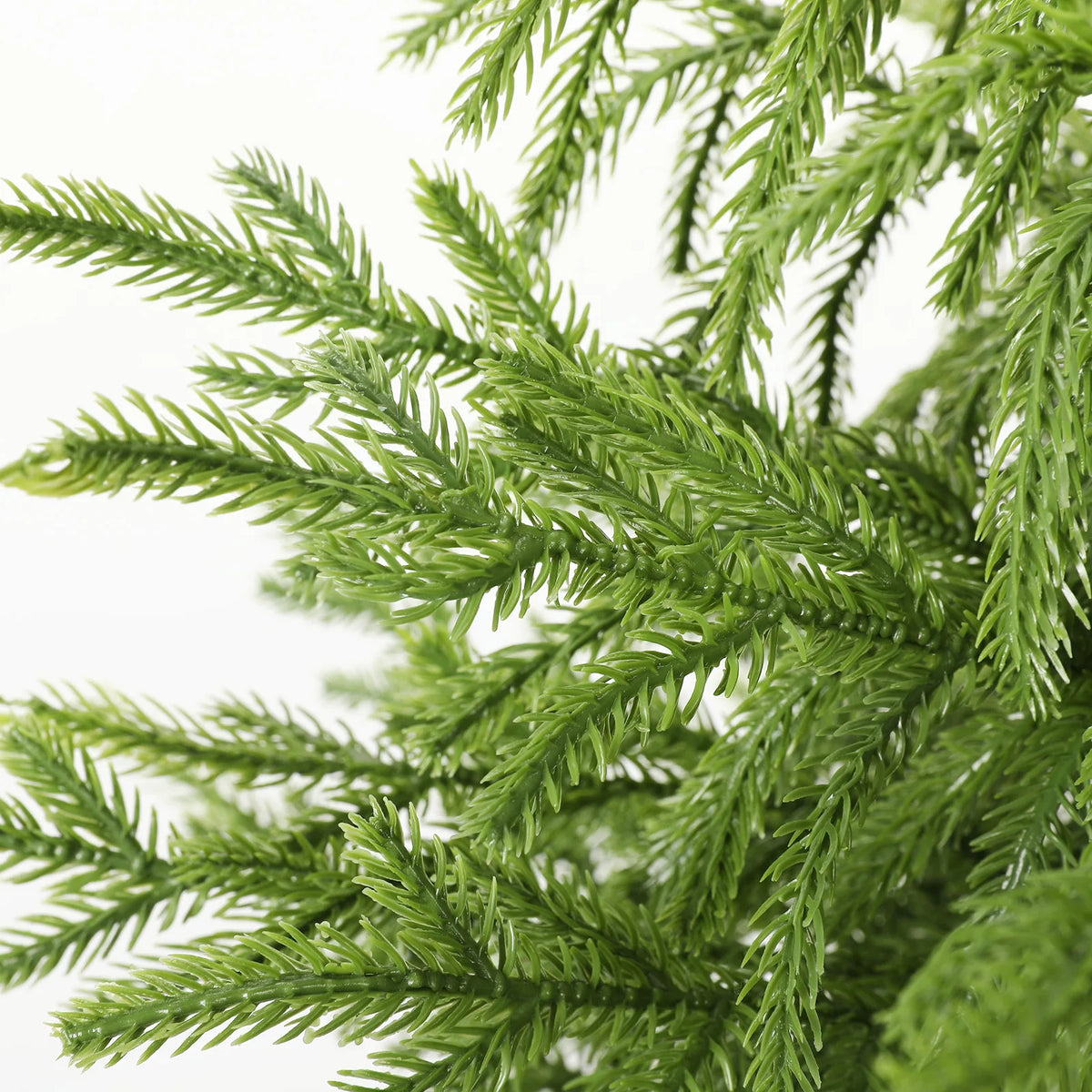 A close view shows the green foliage of the 90 cm tree.