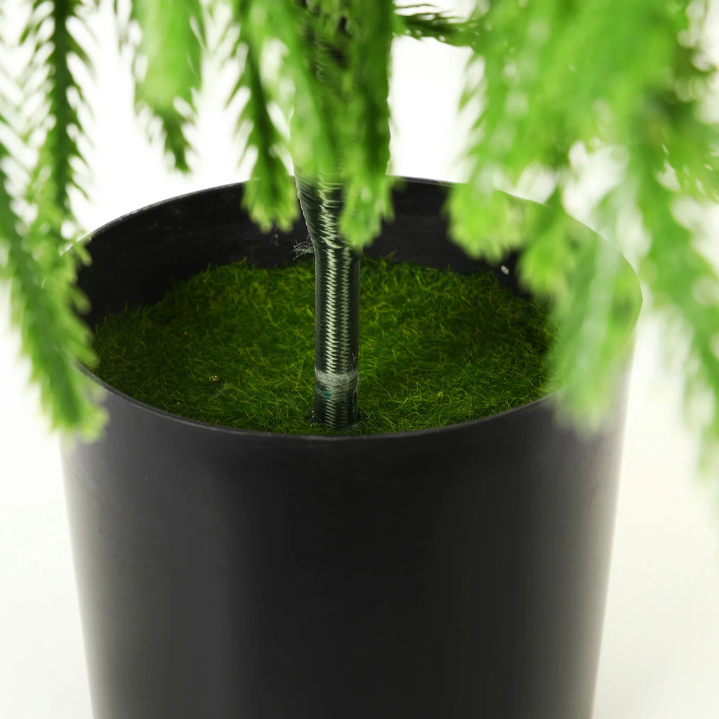 A close view shows the foliage and pot of the 90 cm tree.